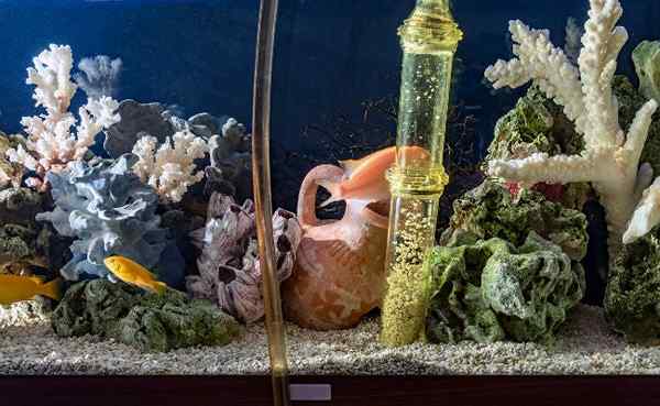 Comment nettoyer un aquarium