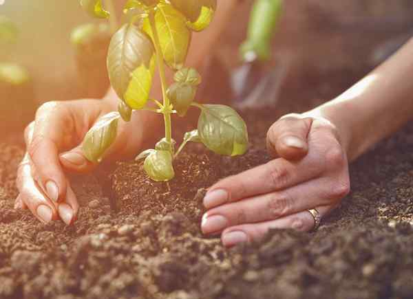 Cara mengolah tanah yang sempurna untuk kebun sayur Anda