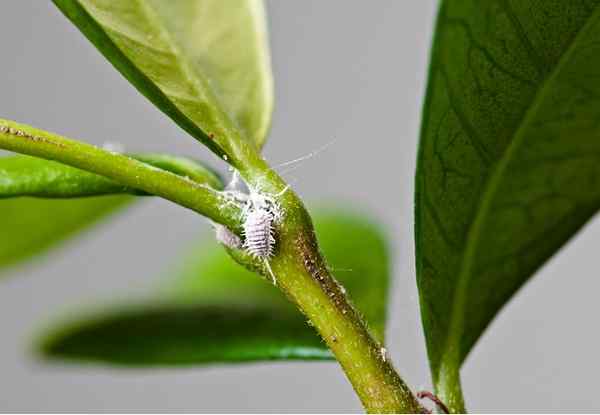 Como se livrar de mealybugs