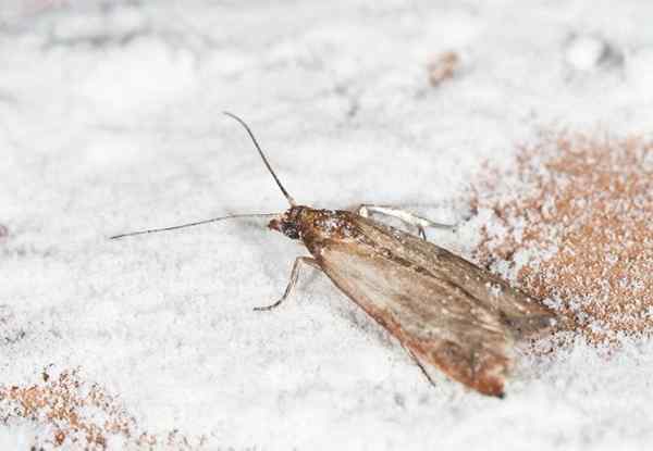 Comment se débarrasser des papillons de garde-manger