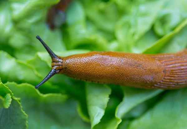 Comment se débarrasser des limaces