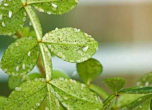 Cara menyingkirkan Whiteflies