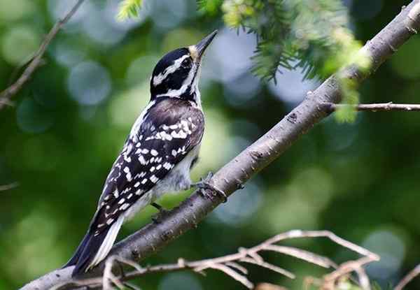 Cómo deshacerse de los pájaros carpinteros