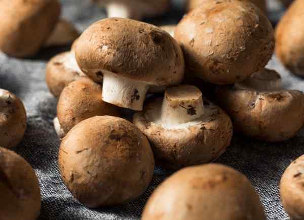 Comment faire pousser des champignons à la maison