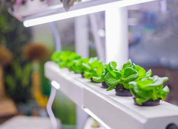 Cómo endurecer las plantas