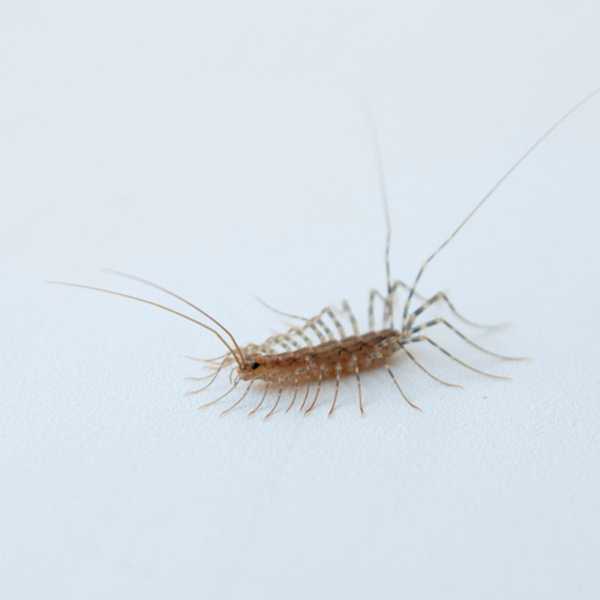 Wie man identifiziert und los wird von House Centipedes