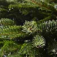 Cómo mantener fresco un árbol de Navidad