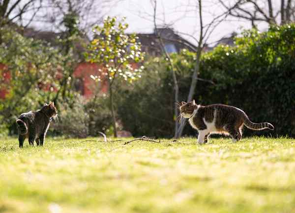 Bagaimana cara menjaga kucing dari halaman Anda