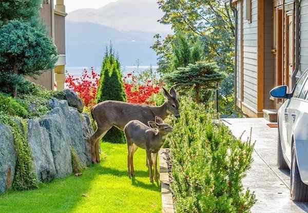 Como manter os cervos fora do seu jardim