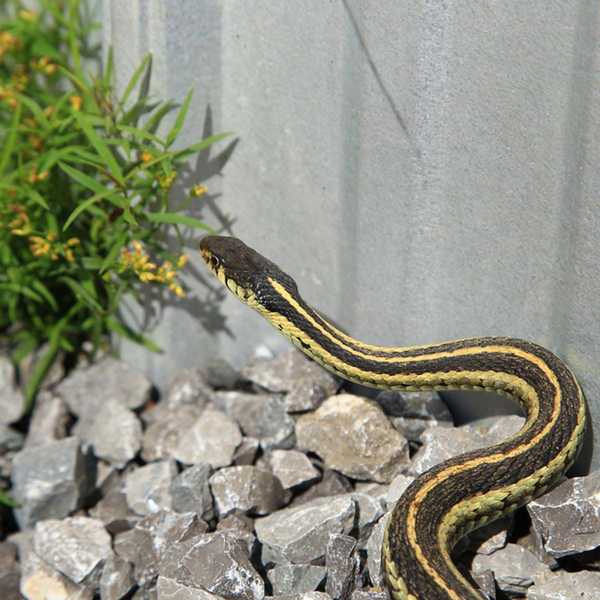 Comment garder les serpents loin de votre cour et de votre maison