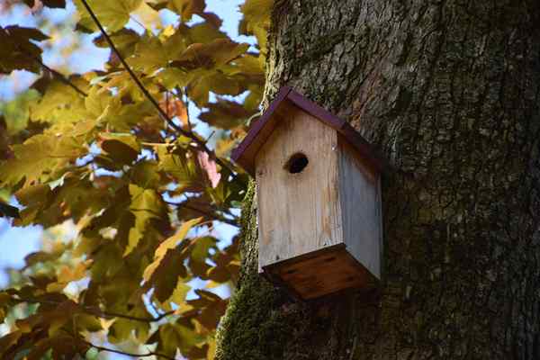 Wie man ein Vogelhaus macht