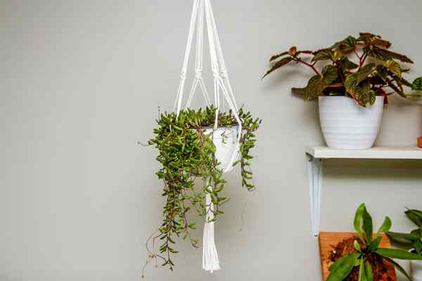 Cómo hacer una simple colgadora de plantas de macramé