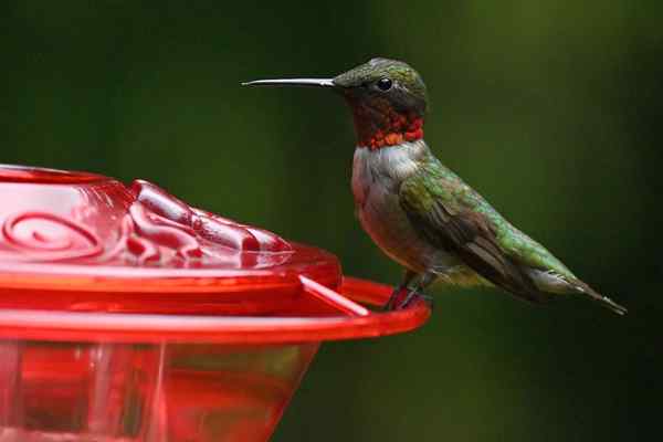 Cómo hacer comida de colibrí