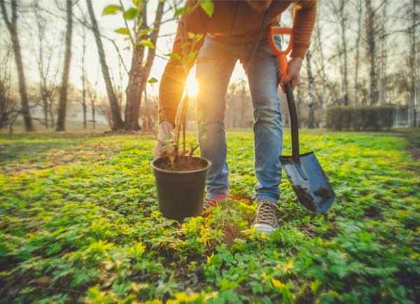 Cómo plantar un bosque de alimentos para alimentar en casa