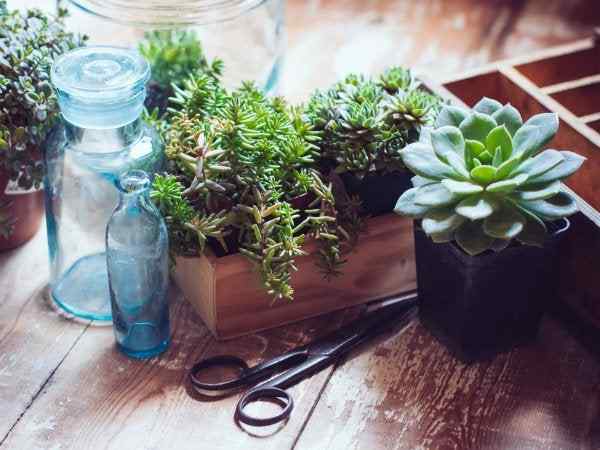 Cara menyebarkan succulents