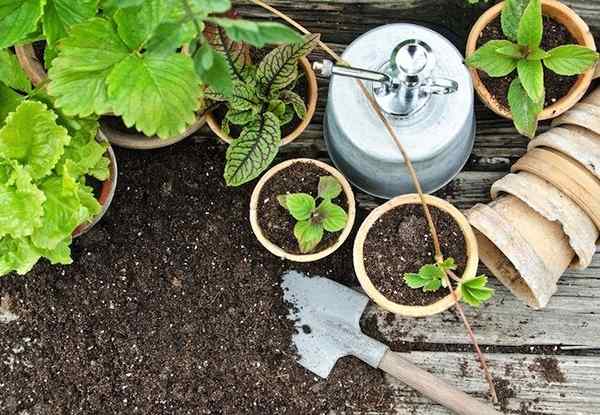 Cómo repetir una planta