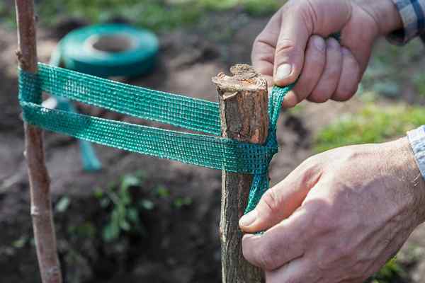 Comment joindre un arbre