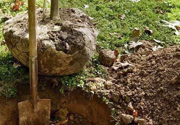 Cómo trasplantar un árbol