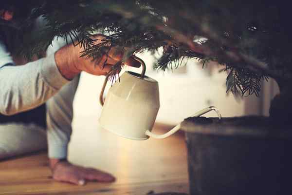 Cómo regar un árbol de Navidad