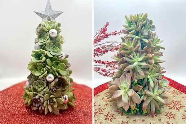 Pindah poinsettias-succulent pohon Natal adalah Houseplants Holiday yang baru