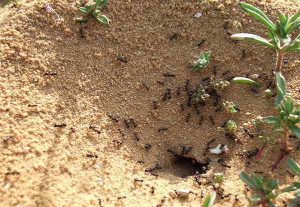 Conseil rapide gardant les fourmis hors de votre bac à sable