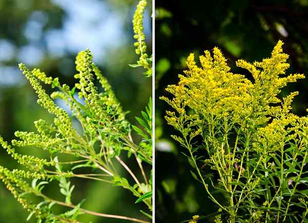 Croisette vs. Goldenrod un cas d'identités erronées