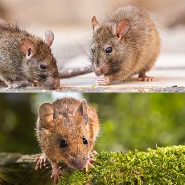 Ratten vs. Mäuse, was ist der Unterschied?