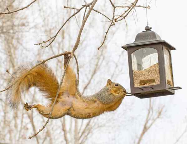 Resuelto! Cómo mantener a las ardillas lejos de los comederos para pájaros