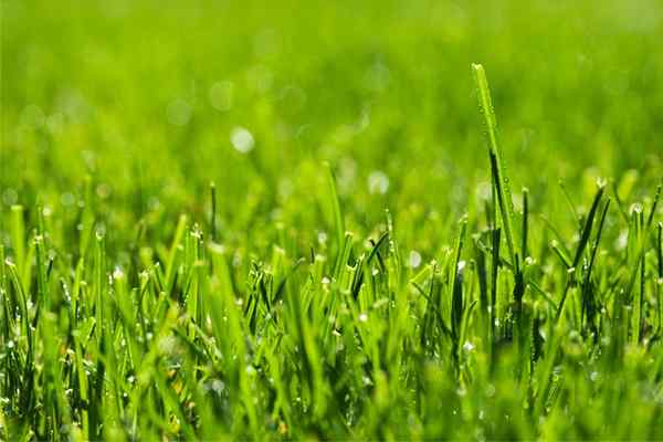 Résolu! Le grand débat sur la tonte de l'herbe mouillée