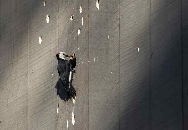 Resuelto! Qué hacer con el daño del pájaro carpintero