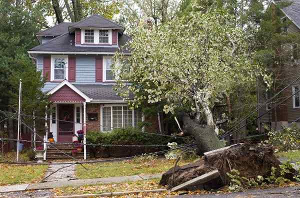 Gelöst! Was tun, wenn ein Baum auf Ihr Haus fällt?