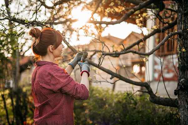 Résolu! Quel est le meilleur moment pour couper les arbres pour un entretien approprié?