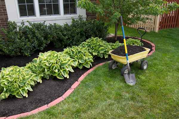 Résolu! Quand planter des hostas