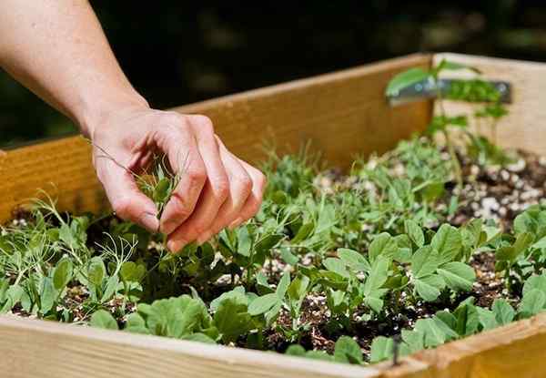 Die Grundlagen bauen ein erhöhtes Gartenbett