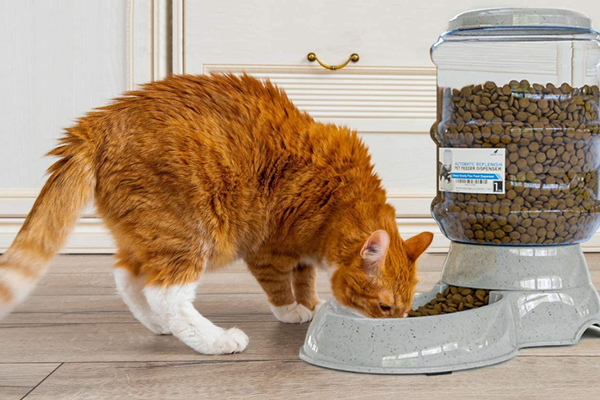 Os melhores alimentadores de gatos automáticos para a casa