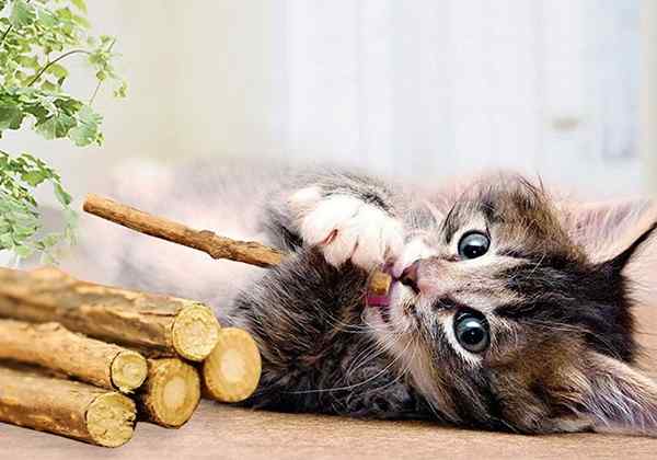 Mainan Kunyah Kucing Terbaik untuk Felines Playful