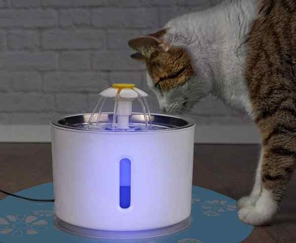 Les meilleures fontaines d'eau de chat pour les propriétaires d'animaux