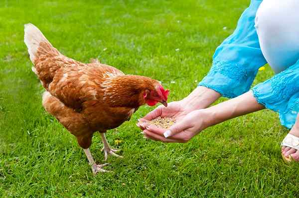 Ayam terbaik memberi makan untuk wisma