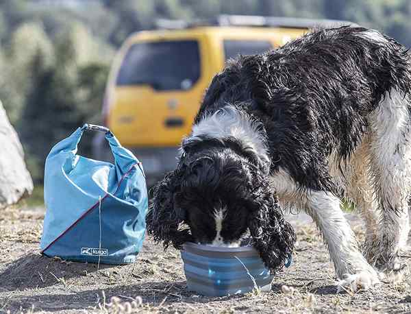 Les meilleures options de stockage des aliments pour chiens pour garder la nourriture de votre animale