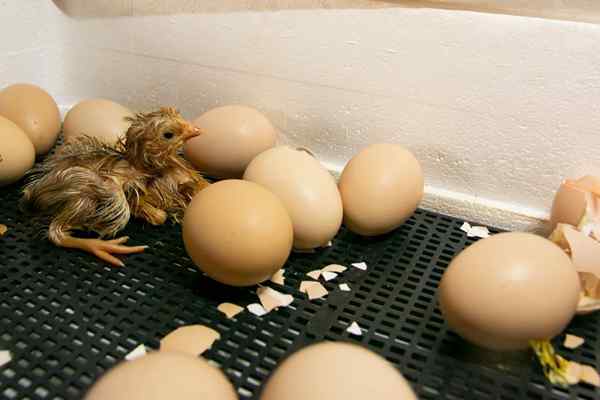 Inkubator telur terbaik untuk ayam belakang rumah