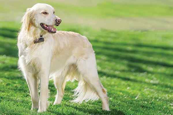 As melhores cercas de cachorro elétrico para manter seu canino contido