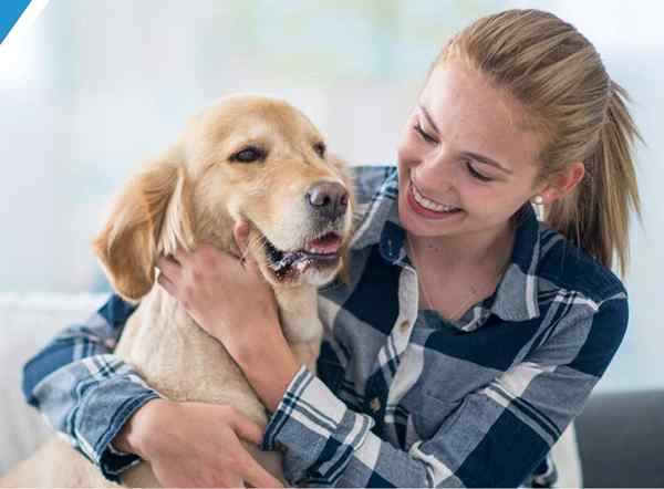 Os melhores tratamentos de pulgas para gatos e cães