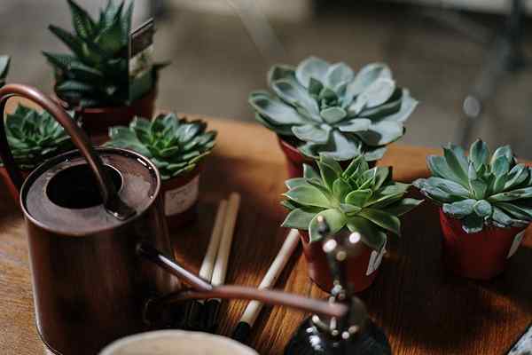 Succulents dalaman terbaik untuk kehijauan tanpa kekecohan