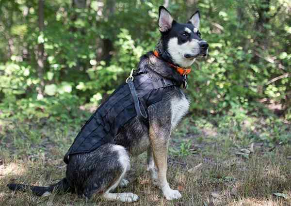 Las mejores correas para perros de cuero para mantener las mascotas seguras