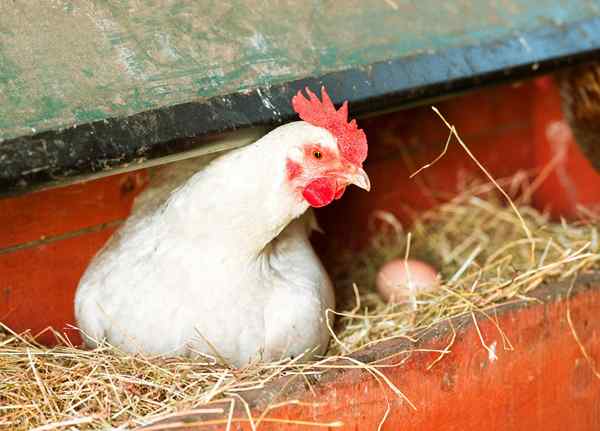 Kotak sarang terbaik untuk kandang ayam Anda