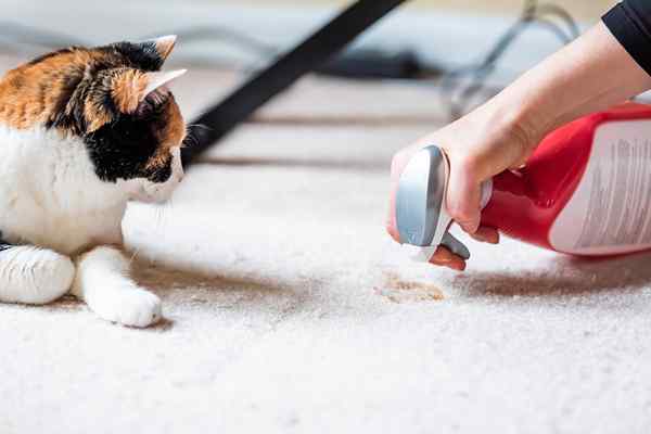 Os melhores removedores de manchas para animais de estimação para famílias com amigos peludos