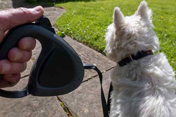 Leash anjing yang boleh ditarik balik terbaik untuk berjalan kaki yang selesa