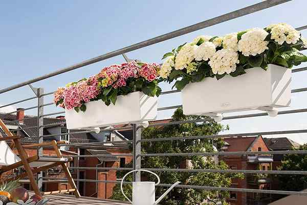 Los mejores plantadores de agua autónoma para jardines de bajo mantenimiento