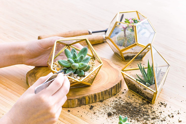 Les meilleurs terrariums pour créer un beau jardin intérieur