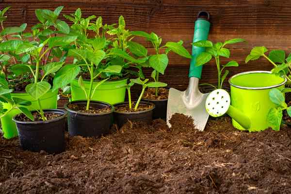 Dos dan tidak perlu tanah diy potting